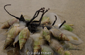 A funeral feast - whelks feeding on a dead insect.  Walki... by Valda Fraser 